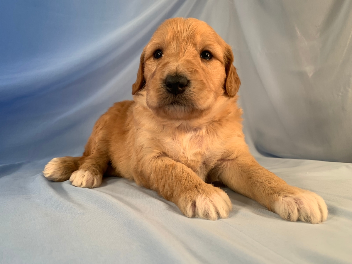 Professional Bernedoodle Breeder- Male Bernedoodle DOB 10-11-2020 $1800 